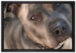 schöner Pit Bull Terrier auf Leinwandbild gerahmt Größe 60x40