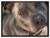 schöner Pit Bull Terrier auf Leinwandbild gerahmt Größe 80x60