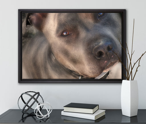 schöner Pit Bull Terrier auf Leinwandbild gerahmt mit Kirschblüten