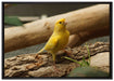 kleiner wachsamer Kanarienvogel auf Leinwandbild gerahmt Größe 100x70