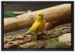 kleiner wachsamer Kanarienvogel auf Leinwandbild gerahmt Größe 60x40
