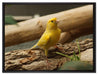 kleiner wachsamer Kanarienvogel auf Leinwandbild gerahmt Größe 80x60