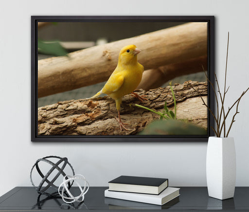 kleiner wachsamer Kanarienvogel auf Leinwandbild gerahmt mit Kirschblüten