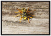 kleine Biene auf Holz auf Leinwandbild gerahmt Größe 100x70