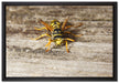 kleine Biene auf Holz auf Leinwandbild gerahmt Größe 60x40