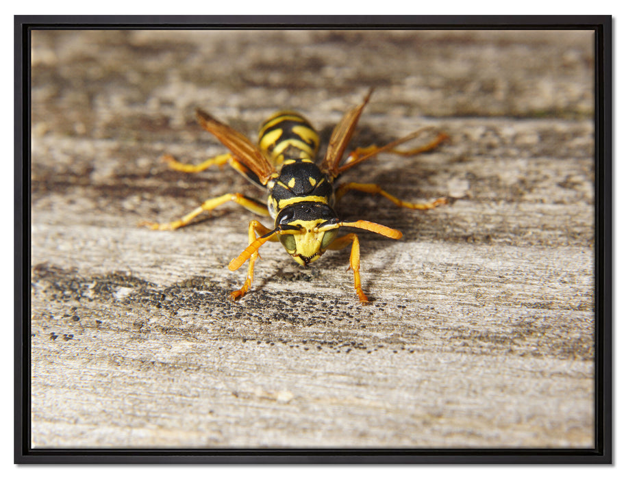 kleine Biene auf Holz auf Leinwandbild gerahmt Größe 80x60