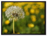 Pusteblume vor Wildwiese auf Leinwandbild gerahmt Größe 80x60