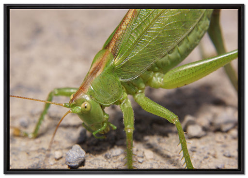 schöne Heuschrecke auf Leinwandbild gerahmt Größe 100x70