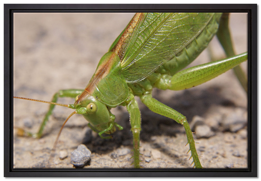 schöne Heuschrecke auf Leinwandbild gerahmt Größe 60x40