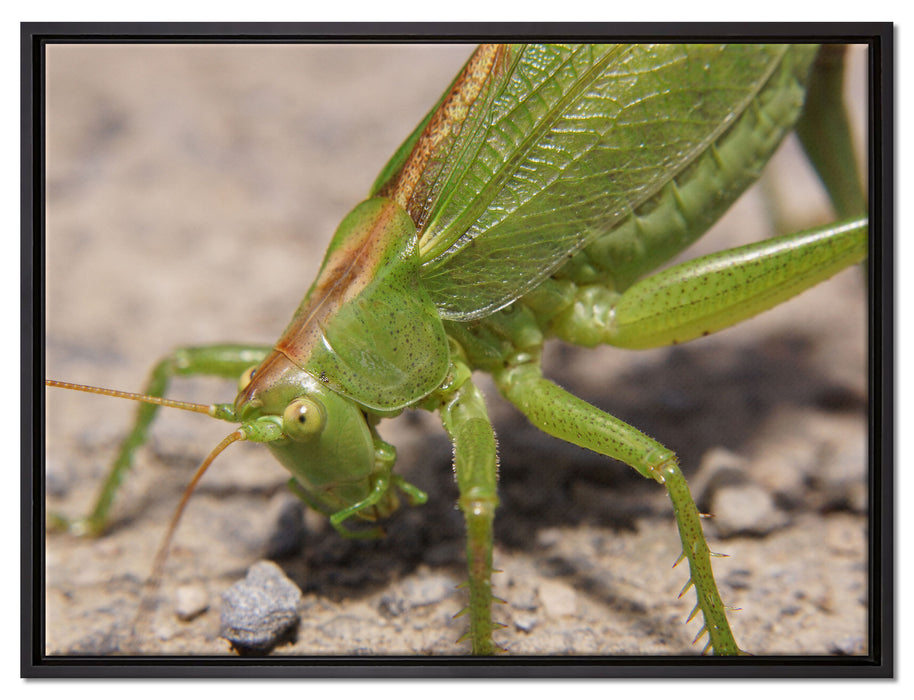 schöne Heuschrecke auf Leinwandbild gerahmt Größe 80x60