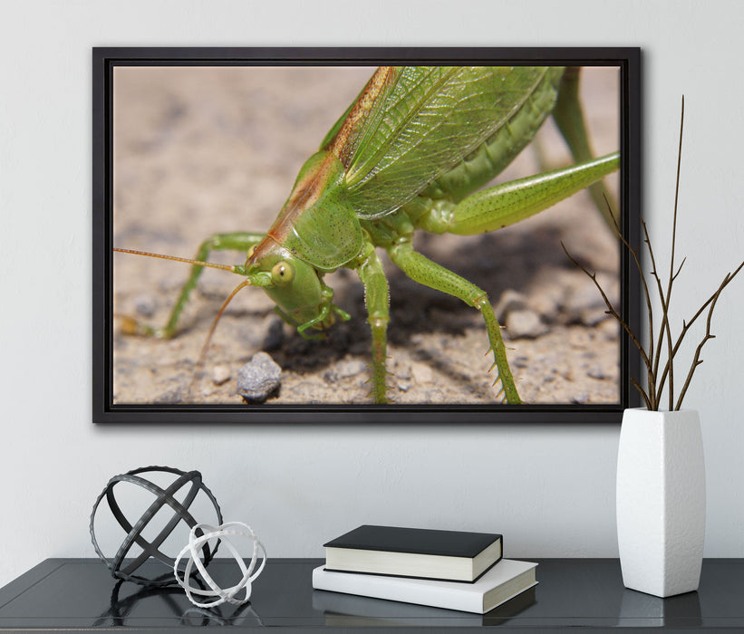 schöne Heuschrecke auf Leinwandbild gerahmt mit Kirschblüten