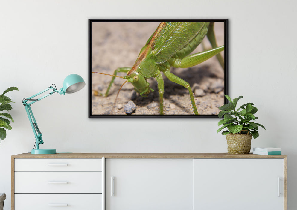 schöne Heuschrecke auf Leinwandbild gerahmt verschiedene Größen im Wohnzimmer