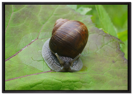 kleine Schnecke mit Schneckenhaus auf Leinwandbild gerahmt Größe 100x70