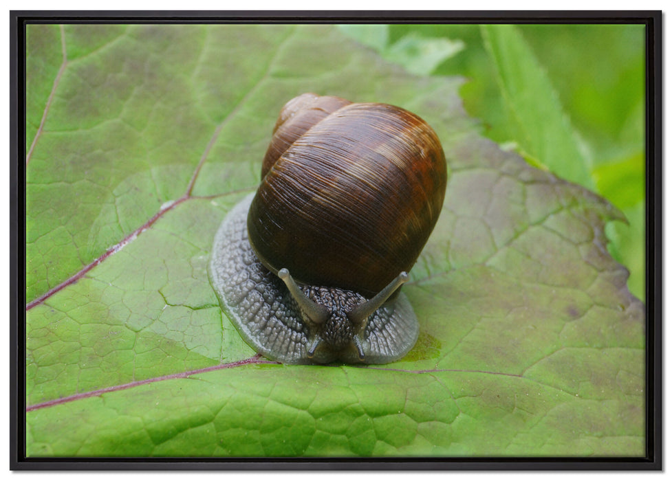 kleine Schnecke mit Schneckenhaus auf Leinwandbild gerahmt Größe 100x70