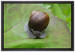 kleine Schnecke mit Schneckenhaus auf Leinwandbild gerahmt Größe 60x40
