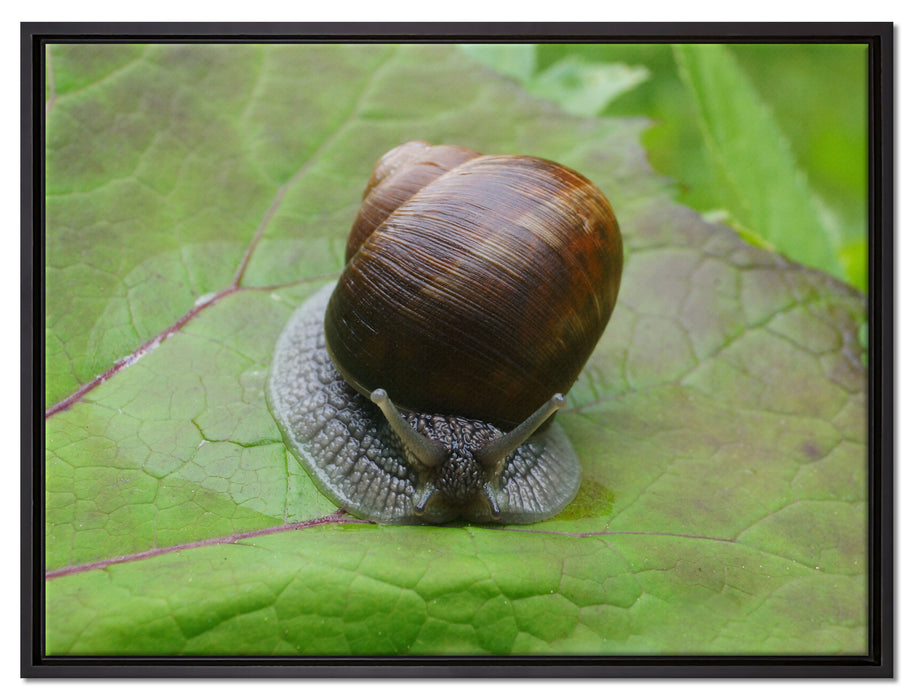 kleine Schnecke mit Schneckenhaus auf Leinwandbild gerahmt Größe 80x60