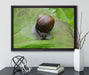kleine Schnecke mit Schneckenhaus auf Leinwandbild gerahmt mit Kirschblüten