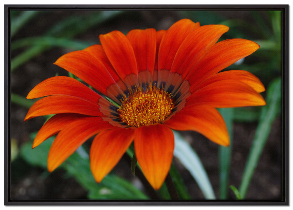 große orangefarbene Blüte auf Leinwandbild gerahmt Größe 100x70