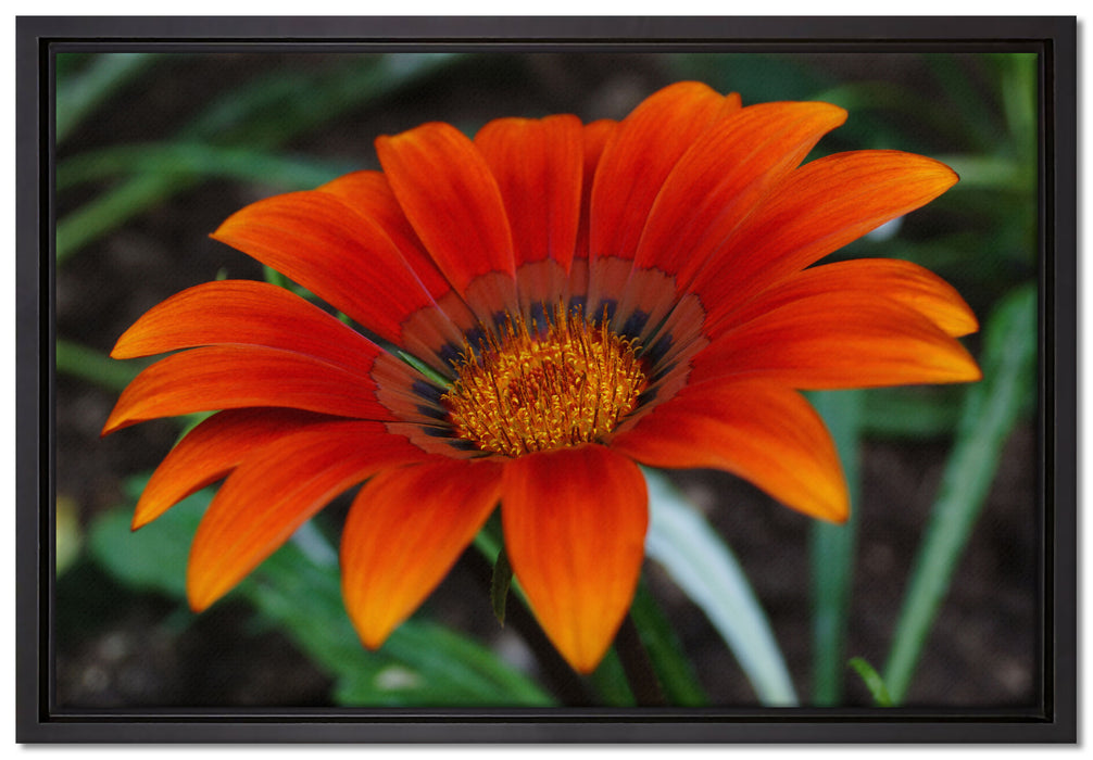 große orangefarbene Blüte auf Leinwandbild gerahmt Größe 60x40