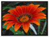 große orangefarbene Blüte auf Leinwandbild gerahmt Größe 80x60