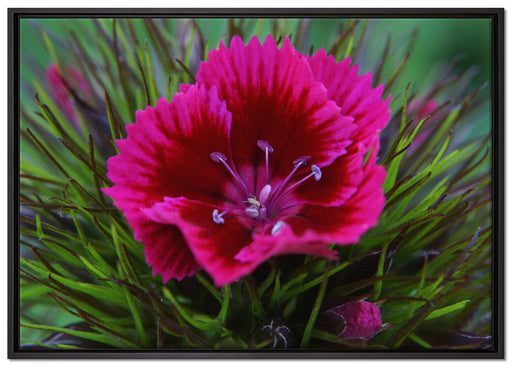 schöne pinkfarbene Blüte auf Leinwandbild gerahmt Größe 100x70