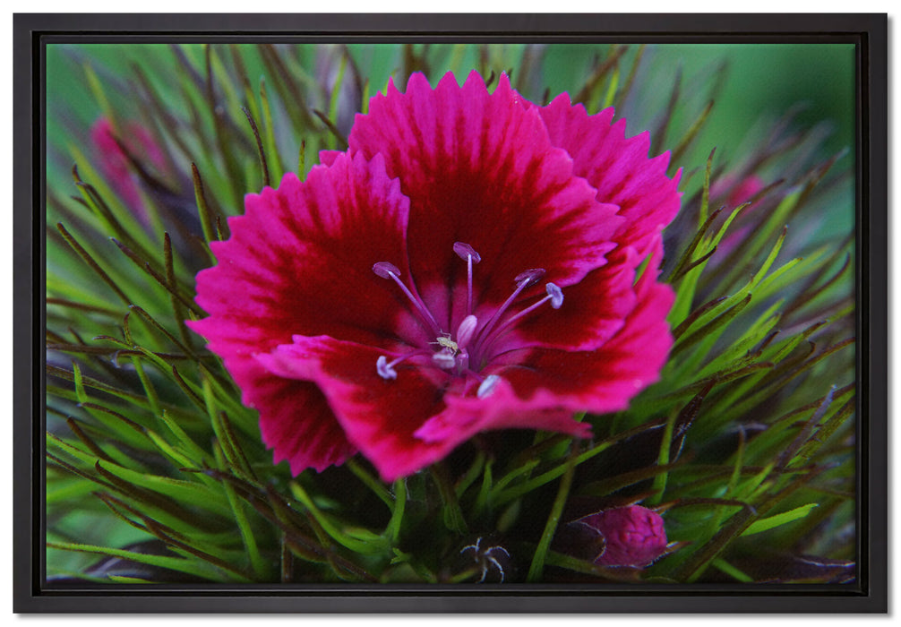 schöne pinkfarbene Blüte auf Leinwandbild gerahmt Größe 60x40