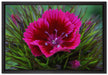 schöne pinkfarbene Blüte auf Leinwandbild gerahmt Größe 60x40