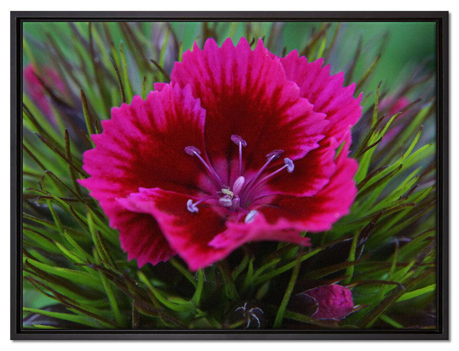 schöne pinkfarbene Blüte auf Leinwandbild gerahmt Größe 80x60