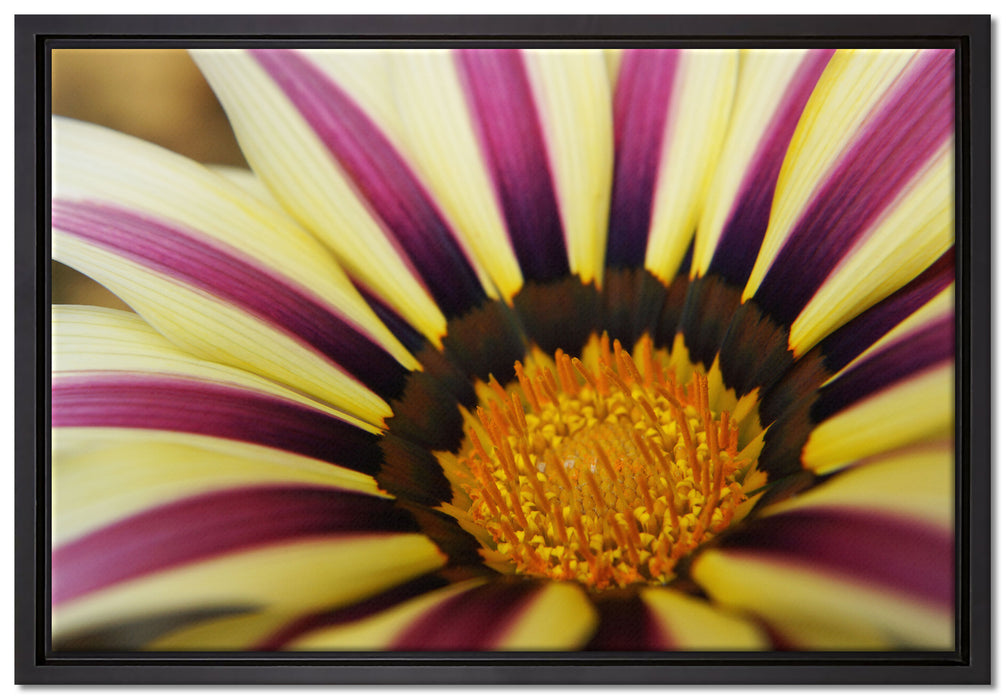 wunderbare gestreifte Blüte auf Leinwandbild gerahmt Größe 60x40