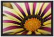 wunderbare gestreifte Blüte auf Leinwandbild gerahmt Größe 60x40