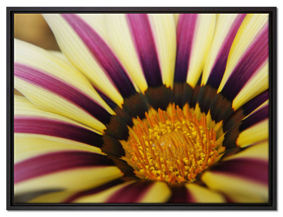 wunderbare gestreifte Blüte auf Leinwandbild gerahmt Größe 80x60