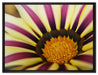 wunderbare gestreifte Blüte auf Leinwandbild gerahmt Größe 80x60