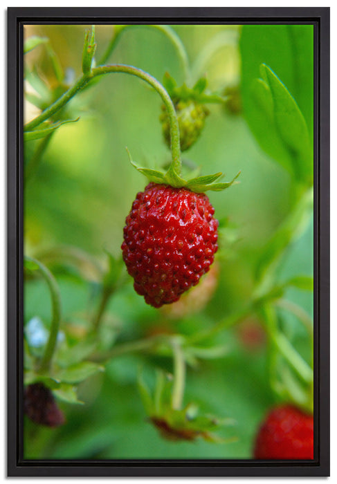 kleine wilde Erdbeere auf Leinwandbild gerahmt Größe 60x40