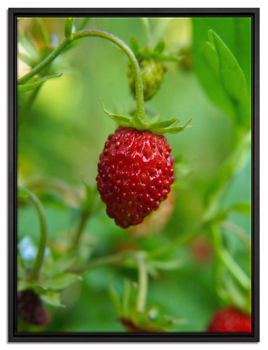 kleine wilde Erdbeere auf Leinwandbild gerahmt Größe 80x60