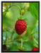 kleine wilde Erdbeere auf Leinwandbild gerahmt Größe 80x60