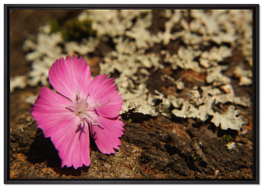 einzelne rosafarbene Blüte auf Leinwandbild gerahmt Größe 100x70