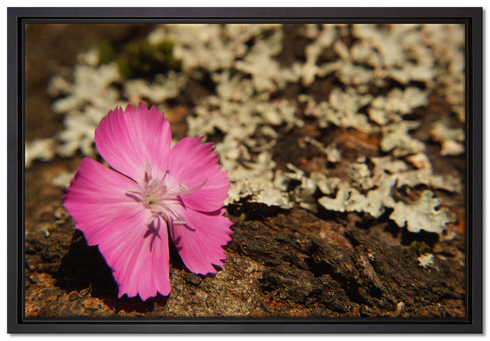 einzelne rosafarbene Blüte auf Leinwandbild gerahmt Größe 60x40