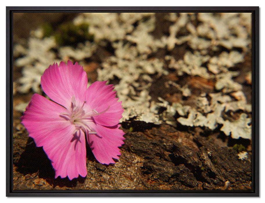 einzelne rosafarbene Blüte auf Leinwandbild gerahmt Größe 80x60