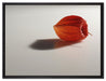 kleine Physalis auf Leinwandbild gerahmt Größe 80x60