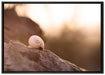kleine Schnecke auf Stein auf Leinwandbild gerahmt Größe 100x70