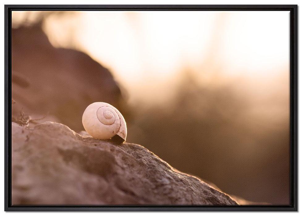 kleine Schnecke auf Stein auf Leinwandbild gerahmt Größe 100x70