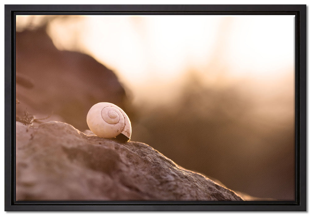 kleine Schnecke auf Stein auf Leinwandbild gerahmt Größe 60x40