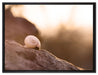 kleine Schnecke auf Stein auf Leinwandbild gerahmt Größe 80x60