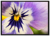 farbenfrohes Stiefmütterchen auf Leinwandbild gerahmt Größe 100x70