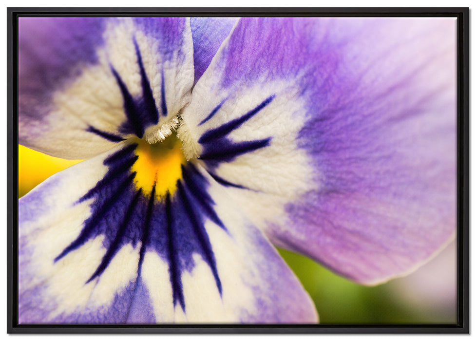 farbenfrohes Stiefmütterchen auf Leinwandbild gerahmt Größe 100x70