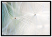 zarte Pusteblumenpollen auf Leinwandbild gerahmt Größe 100x70