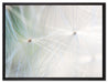 zarte Pusteblumenpollen auf Leinwandbild gerahmt Größe 80x60