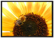 Biene auf Sonnenblume auf Leinwandbild gerahmt Größe 100x70