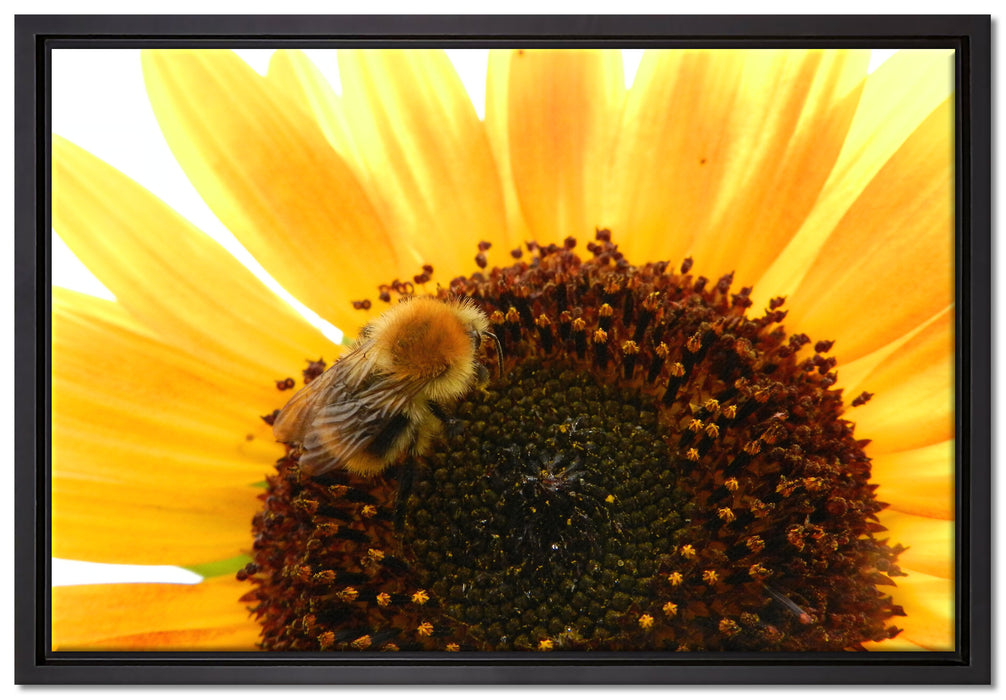 Biene auf Sonnenblume auf Leinwandbild gerahmt Größe 60x40
