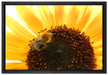Biene auf Sonnenblume auf Leinwandbild gerahmt Größe 60x40